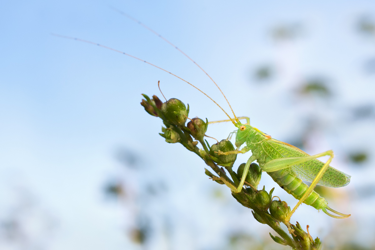 Oak Bush Cricket